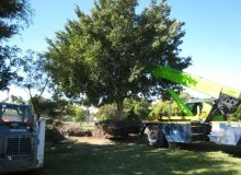 Kwikfynd Tree Management Services
belton