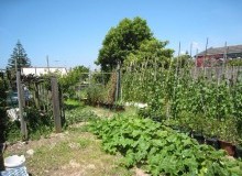 Kwikfynd Vegetable Gardens
belton